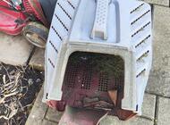 Grajewo ogłoszenia: Oddam stara kosiarkę do trawy Einhel. Silnik jest spalony ale... - zdjęcie