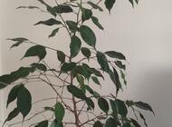 Grajewo ogłoszenia: Sprzedam benjamina widocznego na zdjęciu ,ok 1 m wysokości ,bez... - zdjęcie