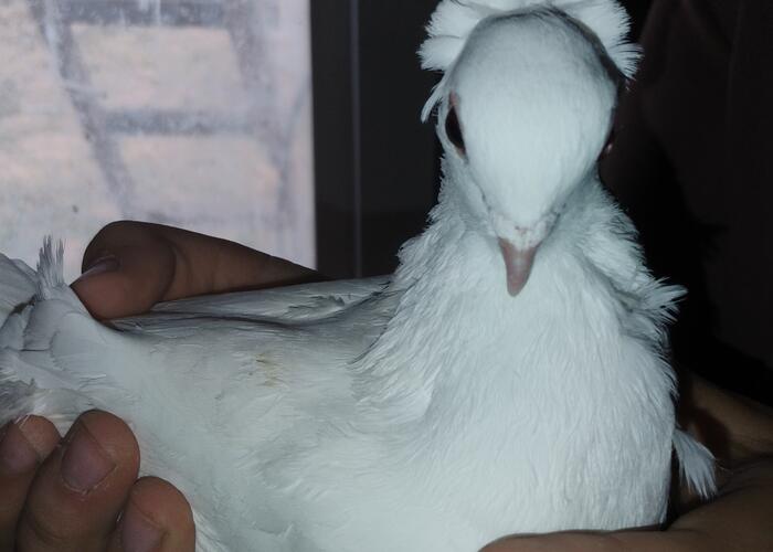 Grajewo ogłoszenia: Sprzedam samice driera.