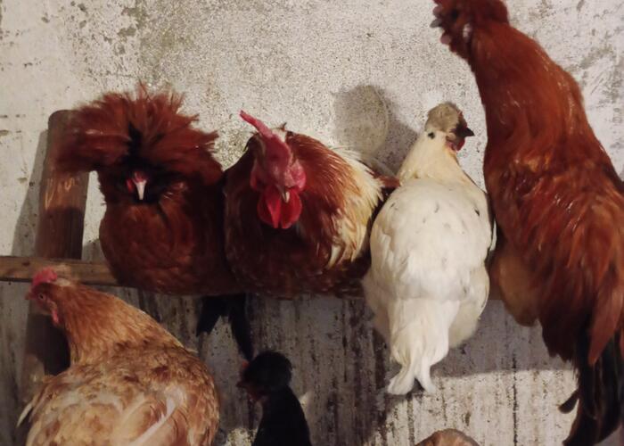 Grajewo ogłoszenia: Sprzedam koguty.